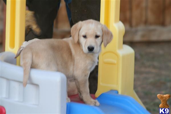 Puppies in CO
